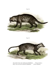 Afrikaanse Civetkat, 1860